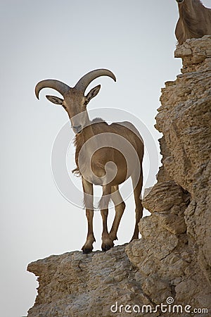 Barbary Sheep on cliff Stock Photo