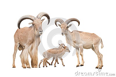 Barbary sheep family Stock Photo