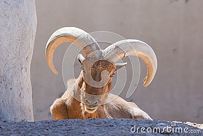 A Barbary Sheep head close up showing off its impressive horns Ammotragus lervia Stock Photo