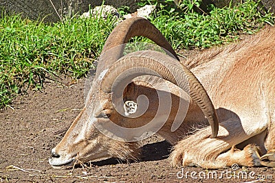 Barbary Sheep with long thick horns lying on the ground in hot summer sun Stock Photo