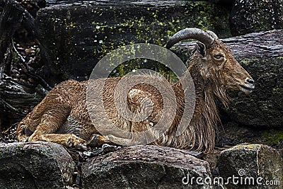 Barbary sheep male 4 Stock Photo