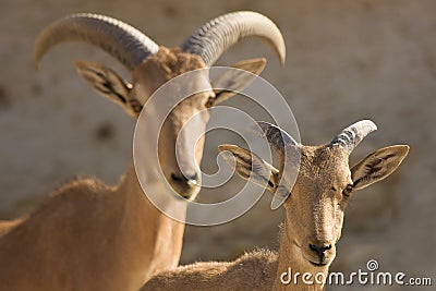 Barbary Sheep mother and baby Stock Photo