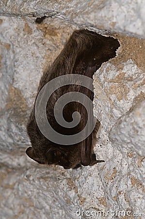 The barbastelle bat, Barbastella barbastellus Stock Photo