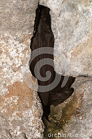 The barbastelle bat, Barbastella barbastellus Stock Photo