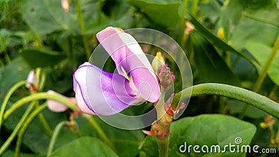 Barbati asparagus bean green pea bean flower stock photo Stock Photo