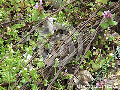 Barbed Beauty Stock Photo