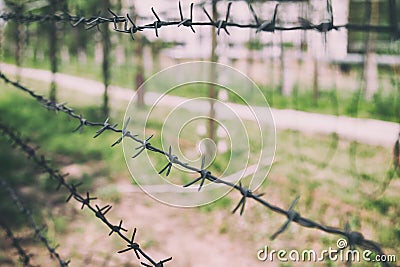 Barbed wire on the background of greenery. Stock Photo