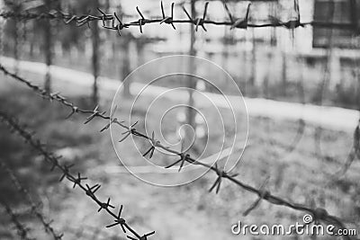 Barbed wire on the background of greenery. Stock Photo