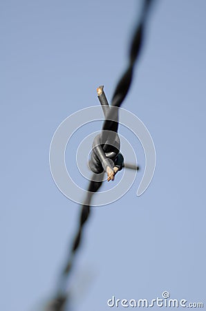 Barbed wire Stock Photo