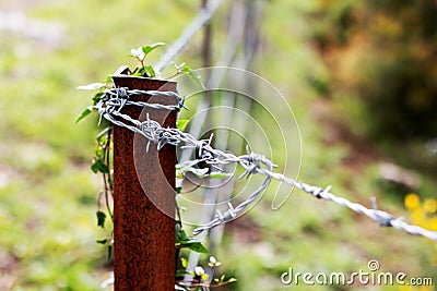 Barbed wire fence braided by greenery in the forest Stock Photo