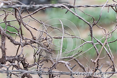 The barbed-wire fence and a dried-up plants Stock Photo