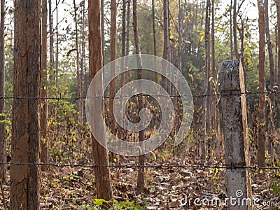 Barbed wire fence enclosing the drought and overgrown teak plantation Stock Photo