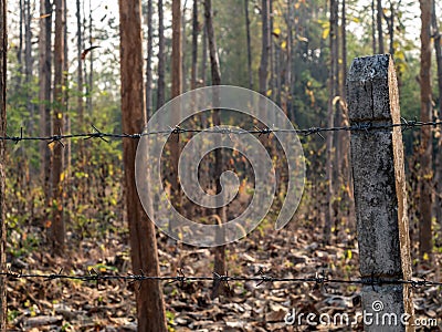 Barbed wire fence enclosing the drought teak plantation Stock Photo