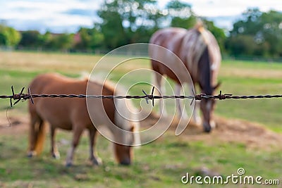 Little Horse on the Prairie Stock Photo