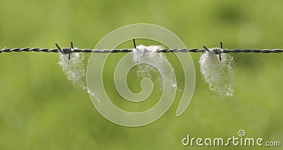 Barbed wire with tufts of sheep's wool Stock Photo