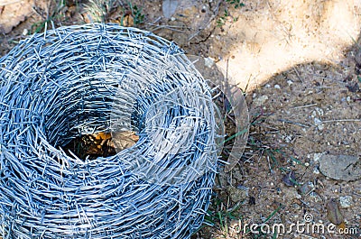 Barbed wires at the farm Stock Photo