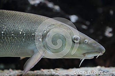 Barbel detail Stock Photo