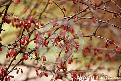 Barberry Stock Photo