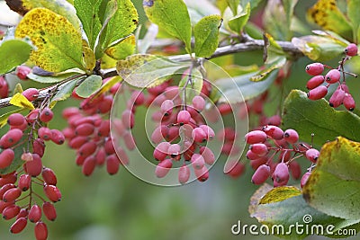 Barberry Stock Photo