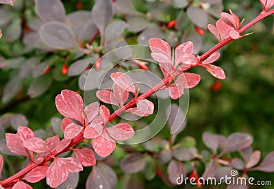 Barberry Stock Photo