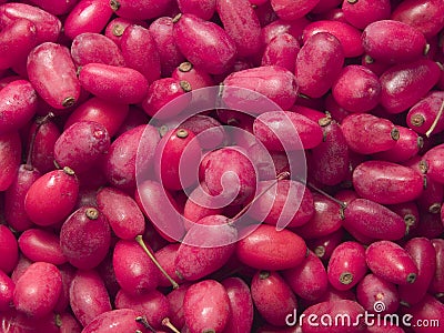 Barberry Stock Photo