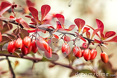 Barberry Berberis vulgaris branch fresh ripe berries natural green background Berberis thunbergii Latin Berberis Coronita Barb Stock Photo