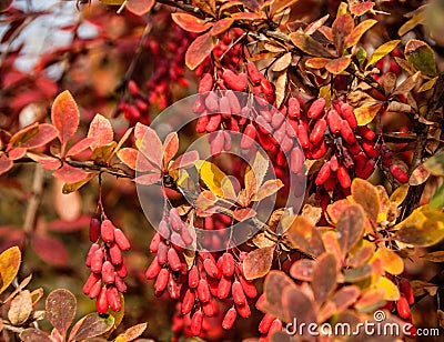 Barberry Berberis vulgaris branch with natural fresh ripe berries background. Stock Photo