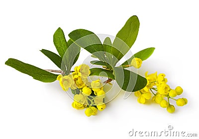 Barberry Stock Photo