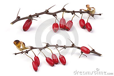 Barberry branch Stock Photo