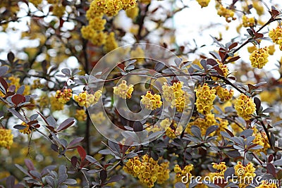 Barberry flowers bloomed on a bush in spring Stock Photo