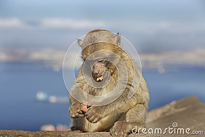 An barberry monkey feeding with a seascape in the background Stock Photo