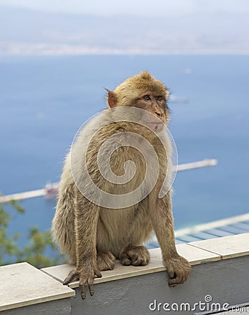An barberry monkey sitting on the rock of gibraltar Stock Photo