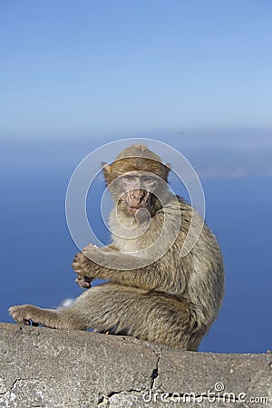 An barberry monkey sitting on a wall seascape in the background Stock Photo
