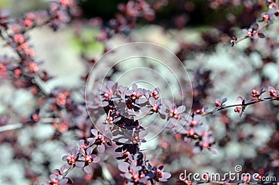 Barberry soon bloom Stock Photo