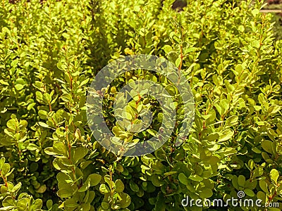 Barberry Thunberg grows in the garden. a green tree bearing fruit. bushes in a hot country, cultivated plant. beautiful, golden Stock Photo