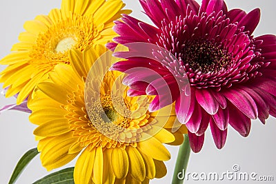 Barberton daisy (Gerbera jamesonii) Stock Photo