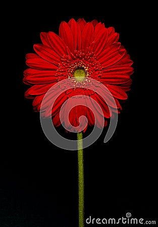 Barberton daisy(Gerbera jamesonii) Stock Photo