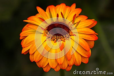 Barberton daisy, Gerbera jamesonii Stock Photo