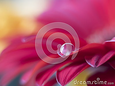 Barberton daisy,Gerbera jamesonii with water drop Stock Photo