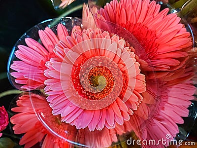 The barbertown Daisy has a pink to clamp bloom and a tinted white core Stock Photo