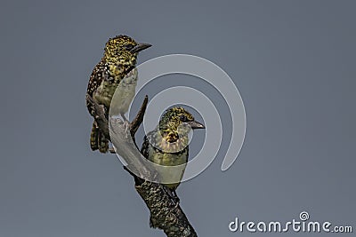 Barbet lookout on a branch Stock Photo
