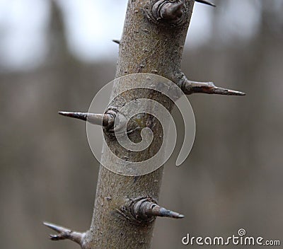 Barbs on a tree Stock Photo