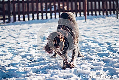 Barbu tcheque bites enthusiastically and plays with a wooden log in the snow-covered garden. Morning routine. Best friend, winter Stock Photo