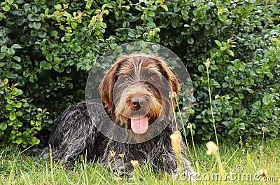 Barbu tcheque typical for czech republic lying in shadow during hot summer days. Female dog with tongue out is looking at camera. Stock Photo