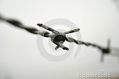 Barbwire Stock Photo