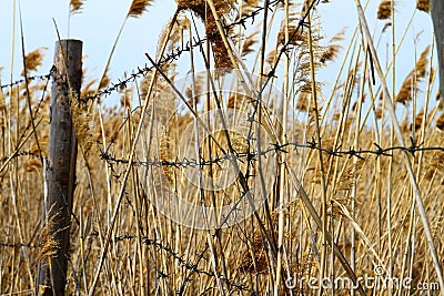 Barbwire protection fence Stock Photo