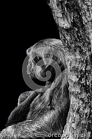 Barcelona, Spain, September 27, 2014: Chimpanzee in profile leaning against a tree Stock Photo