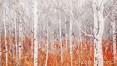 Bare aspen trees with fallen autumn foliage showing that winter is coming. Stock Photo