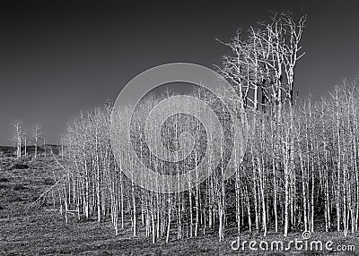 Bare aspens Stock Photo