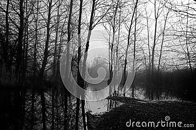 Bare Black and White Trees on Foggy Morning Stock Photo